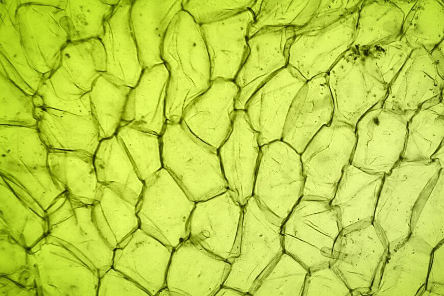 Mikroskopische Vergrößerung von Pflanzengewebe